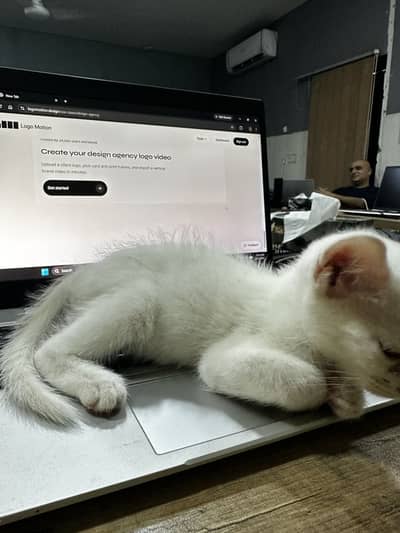 parshion male kitten