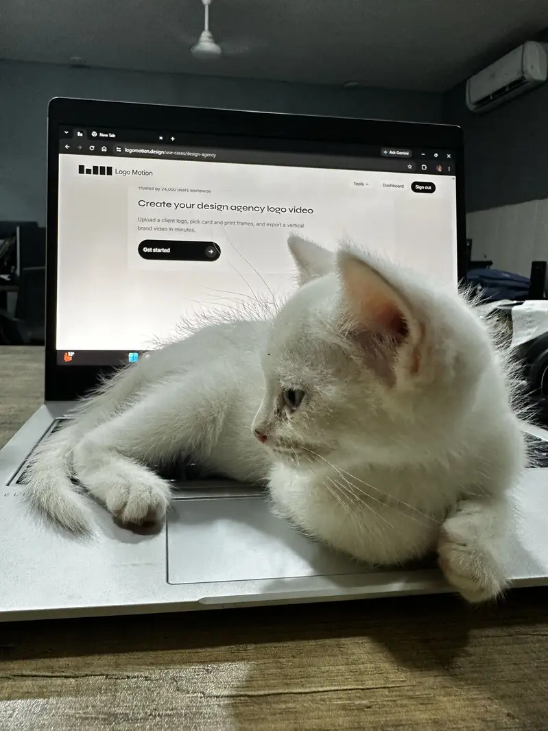 parshion male kitten — photo 3