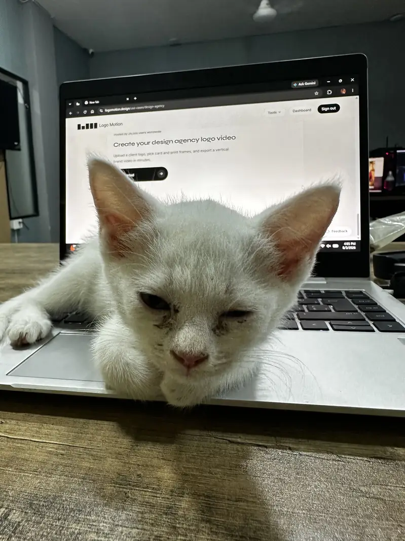 parshion male kitten — photo 4