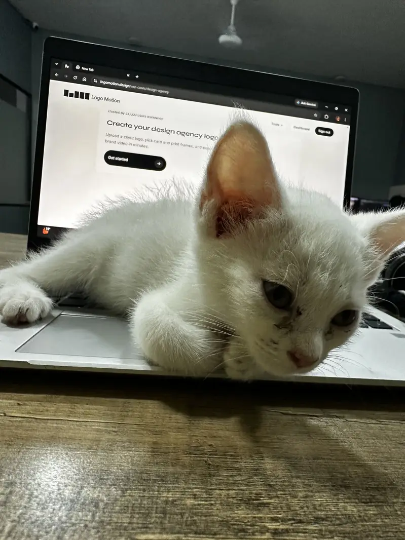 parshion male kitten — photo 5
