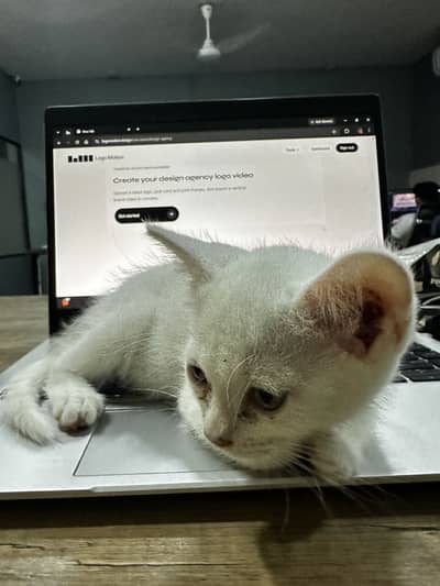 parshion cat