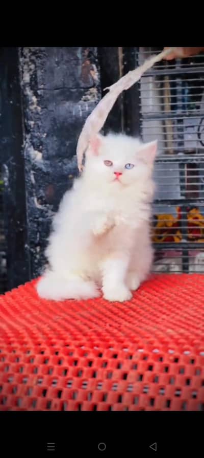 Quality Persian cat & Kittens. Male & female 03479996792. whatsapp
