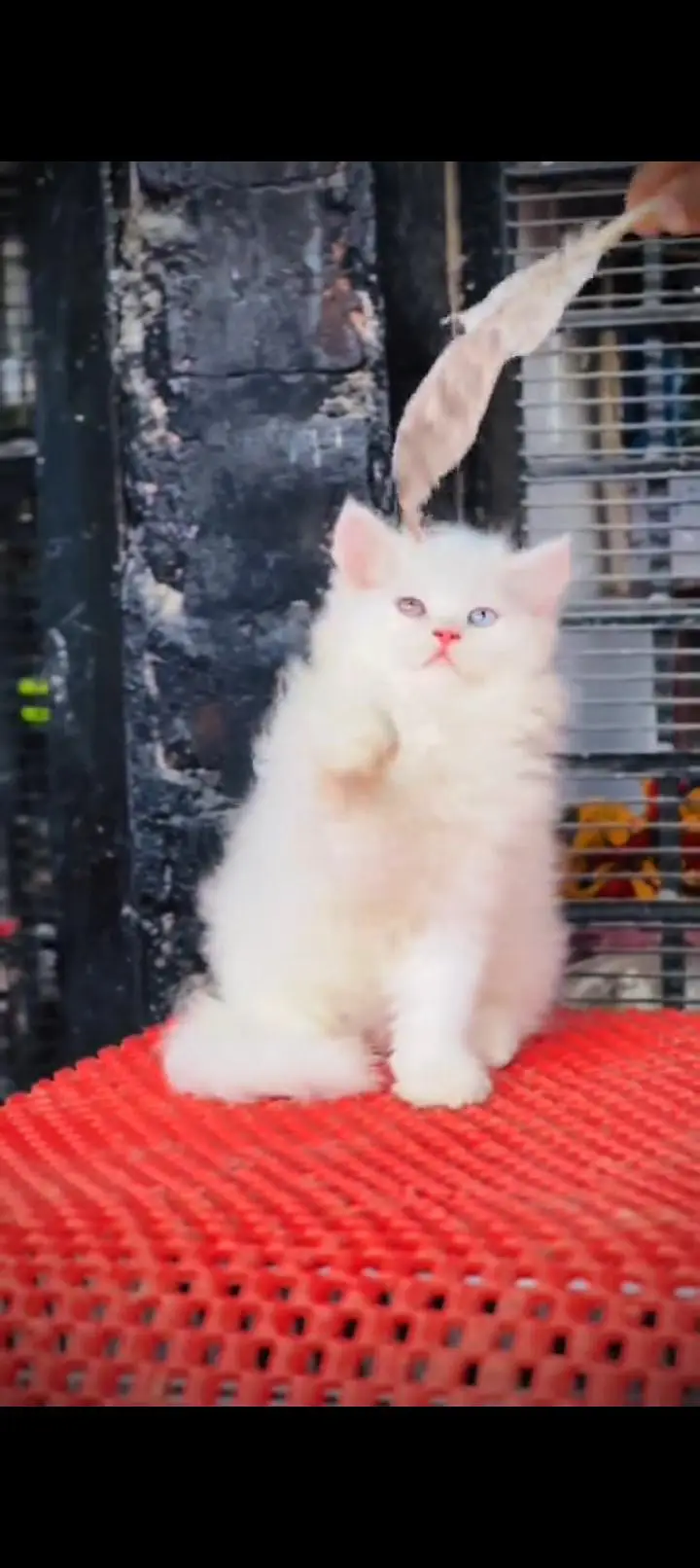 Quality Persian cat & Kittens. Male & female 03479996792. whatsapp — photo 2