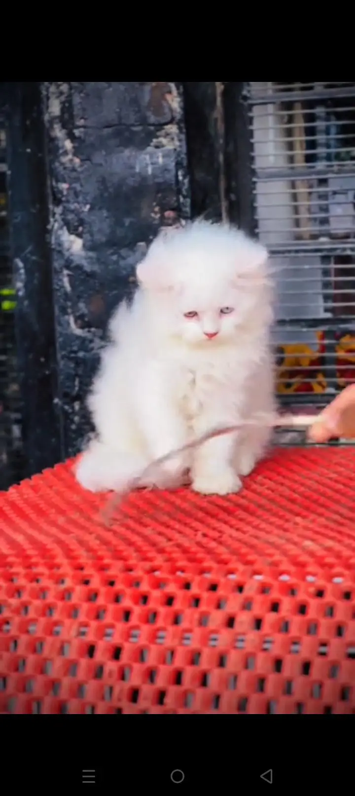Quality Persian cat & Kittens. Male & female 03479996792. whatsapp — photo 3