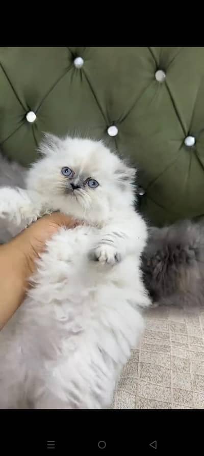 Quality Persian cat & Kittens. Male & female 03479996792. whatsapp