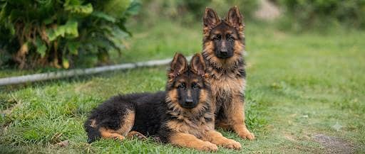 Premium German Shepherd Pups l Pedigree Parents