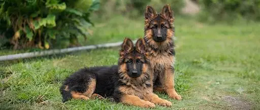 Premium German Shepherd Pups  | GSD puppies | long coat puppy