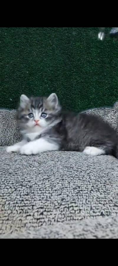 Quality Persian cat & Kittens. Male & female 03479996792. whatsapp