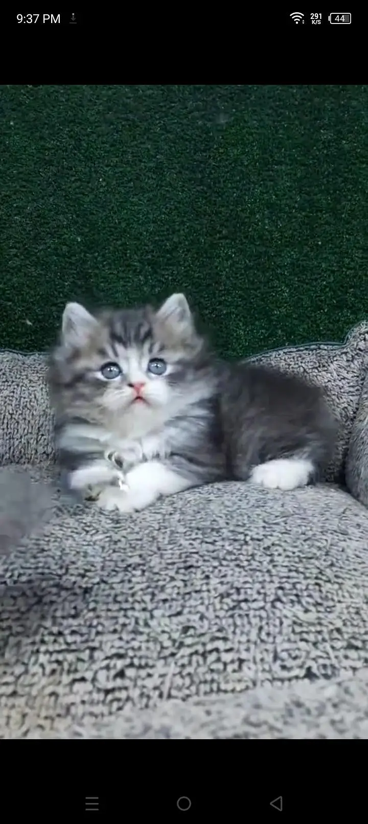 Quality Persian cat & Kittens. Male & female 03479996792. whatsapp — photo 2