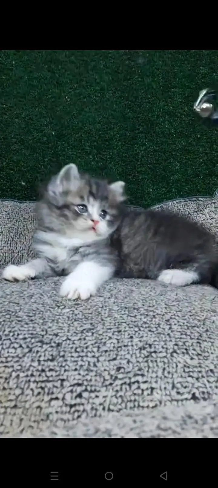 Quality Persian cat & Kittens. Male & female 03479996792. whatsapp — photo 3