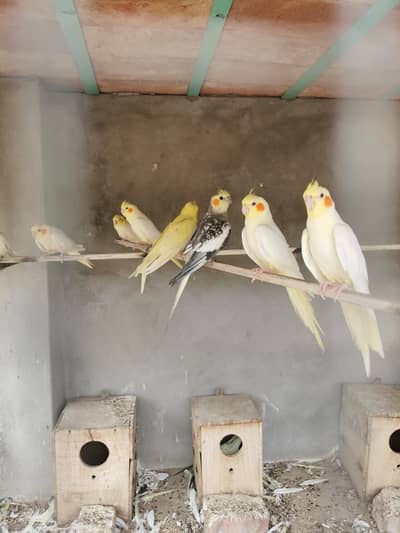 cockatiel parrots