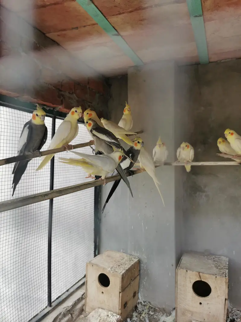 cockatiel parrots — photo 2