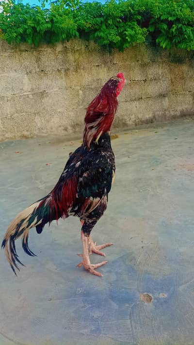 Aseel Cheena breeder and Aseel murgian