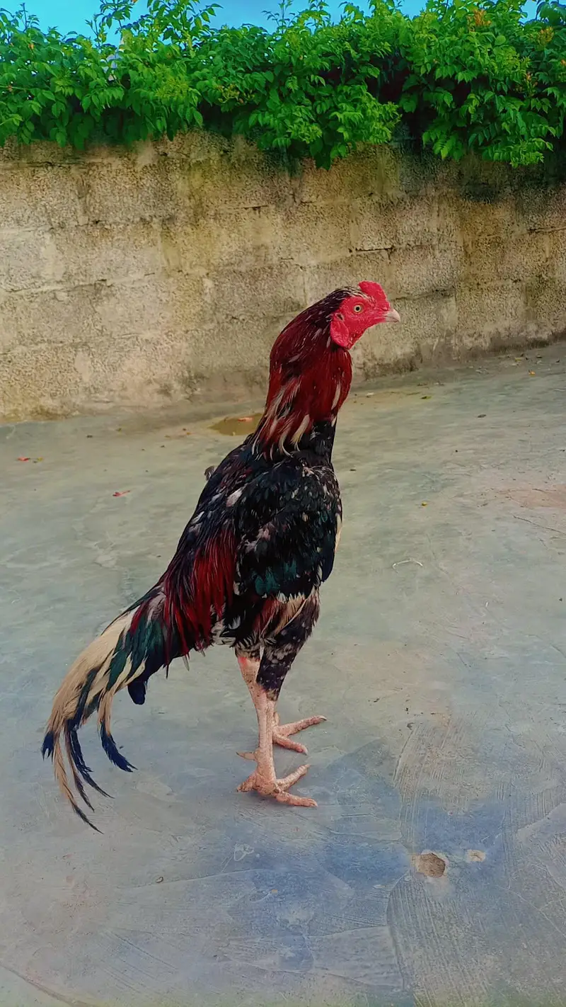 Aseel Cheena breeder and Aseel murgian — photo 2