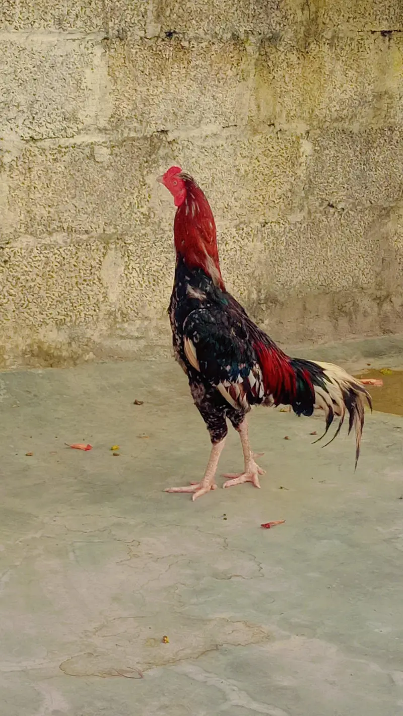Aseel Cheena breeder and Aseel murgian — photo 3