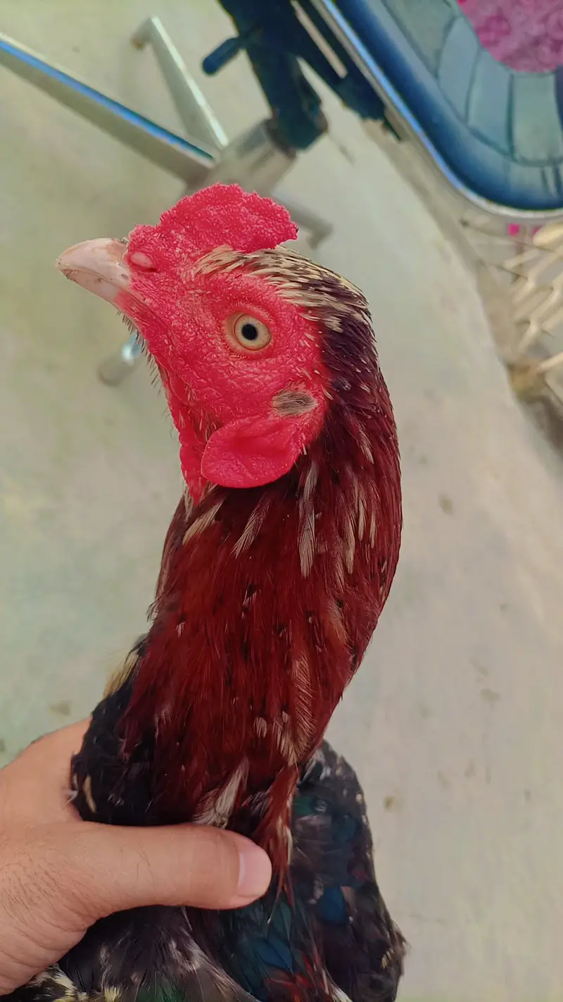 Aseel Cheena breeder and Aseel murgian — photo 5