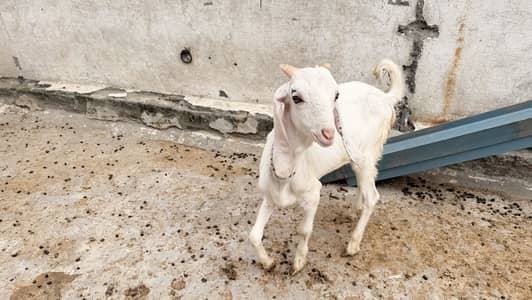 2 male active qurbani 2027