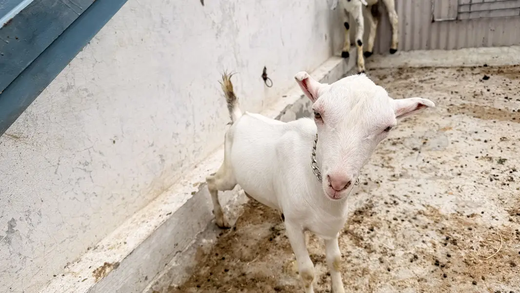 2 male active qurbani 2027 — photo 2