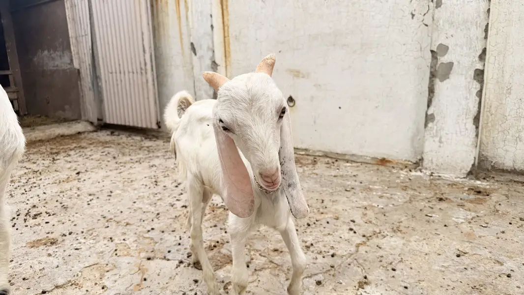2 male active qurbani 2027 — photo 3