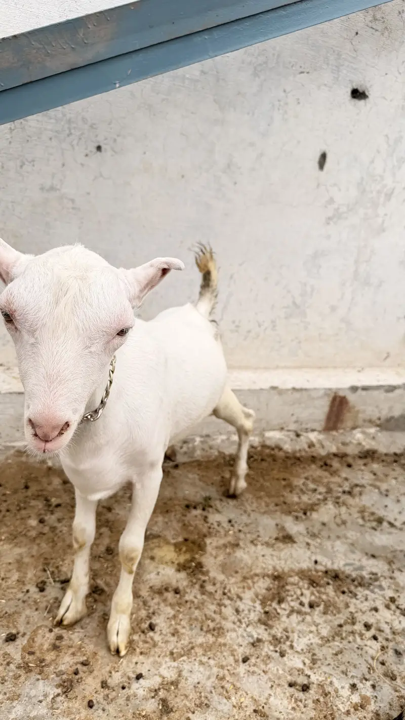 2 male active qurbani 2027 — photo 4
