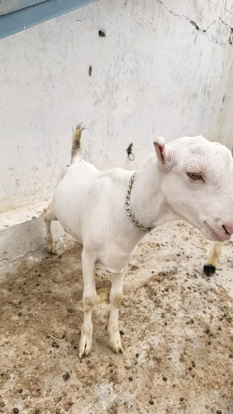 2 male active qurbani 2027 — photo 5