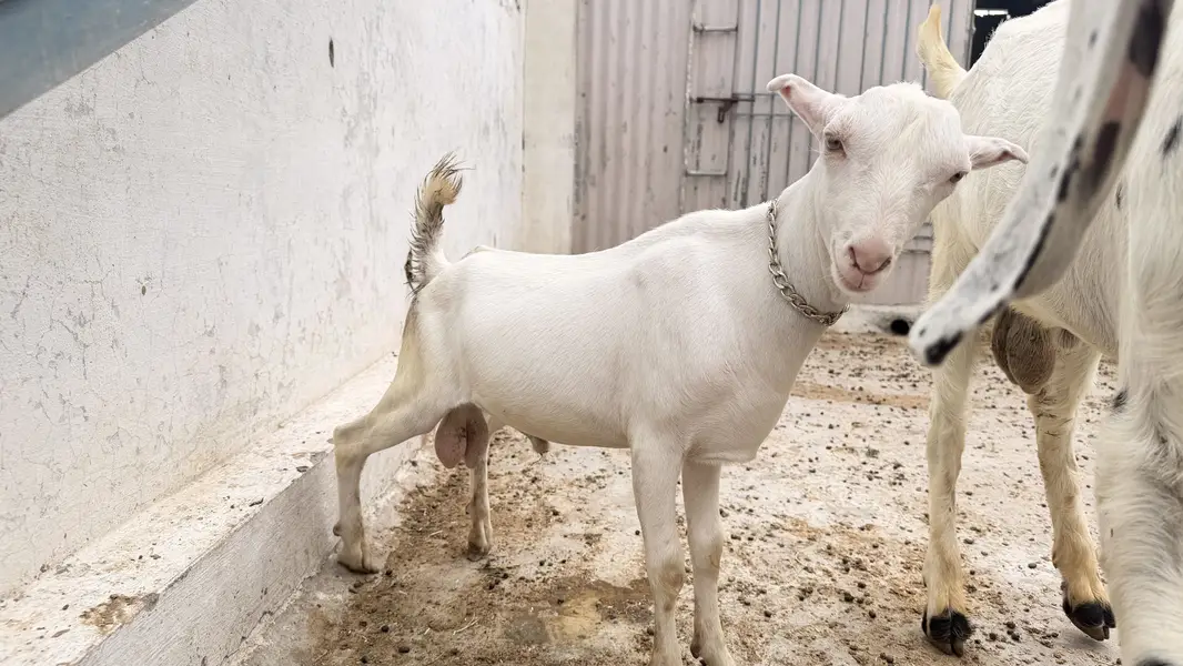 2 male active qurbani 2027 — photo 6
