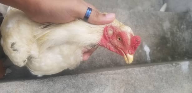 Aseel heera for sell