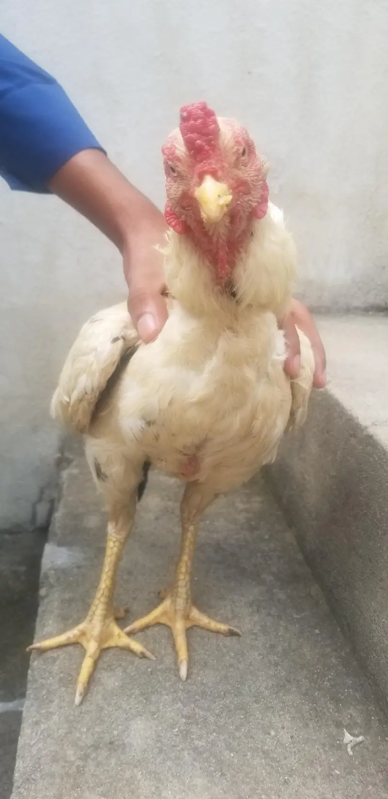 Aseel heera for sell — photo 2