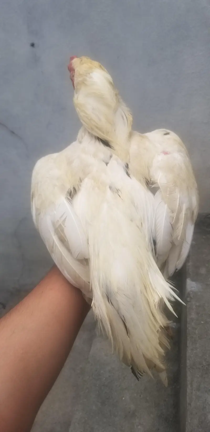 Aseel heera for sell — photo 3