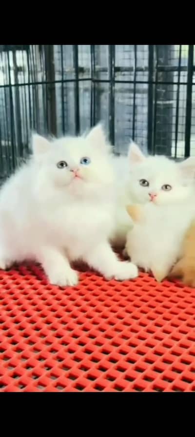 Quality Persian cat & Kittens. Male & female 03479996792. whatsapp