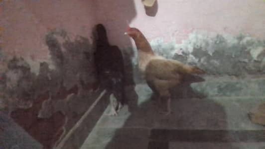 2Hens