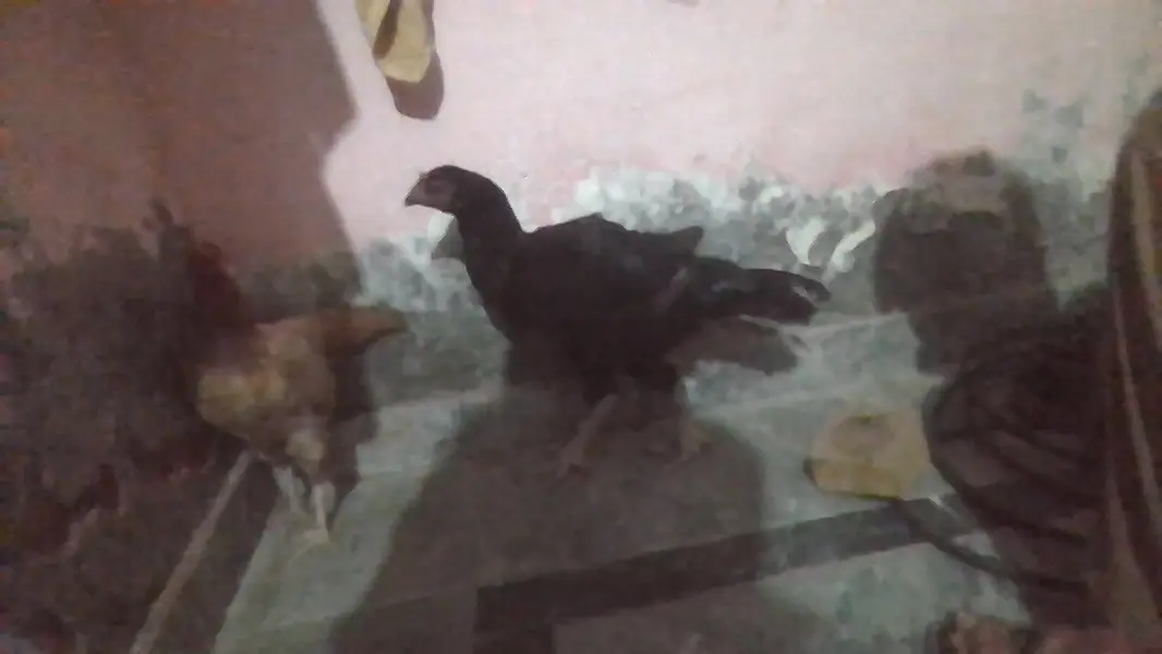2Hens — photo 2