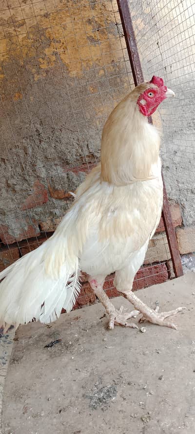 Aseel white male for sell .