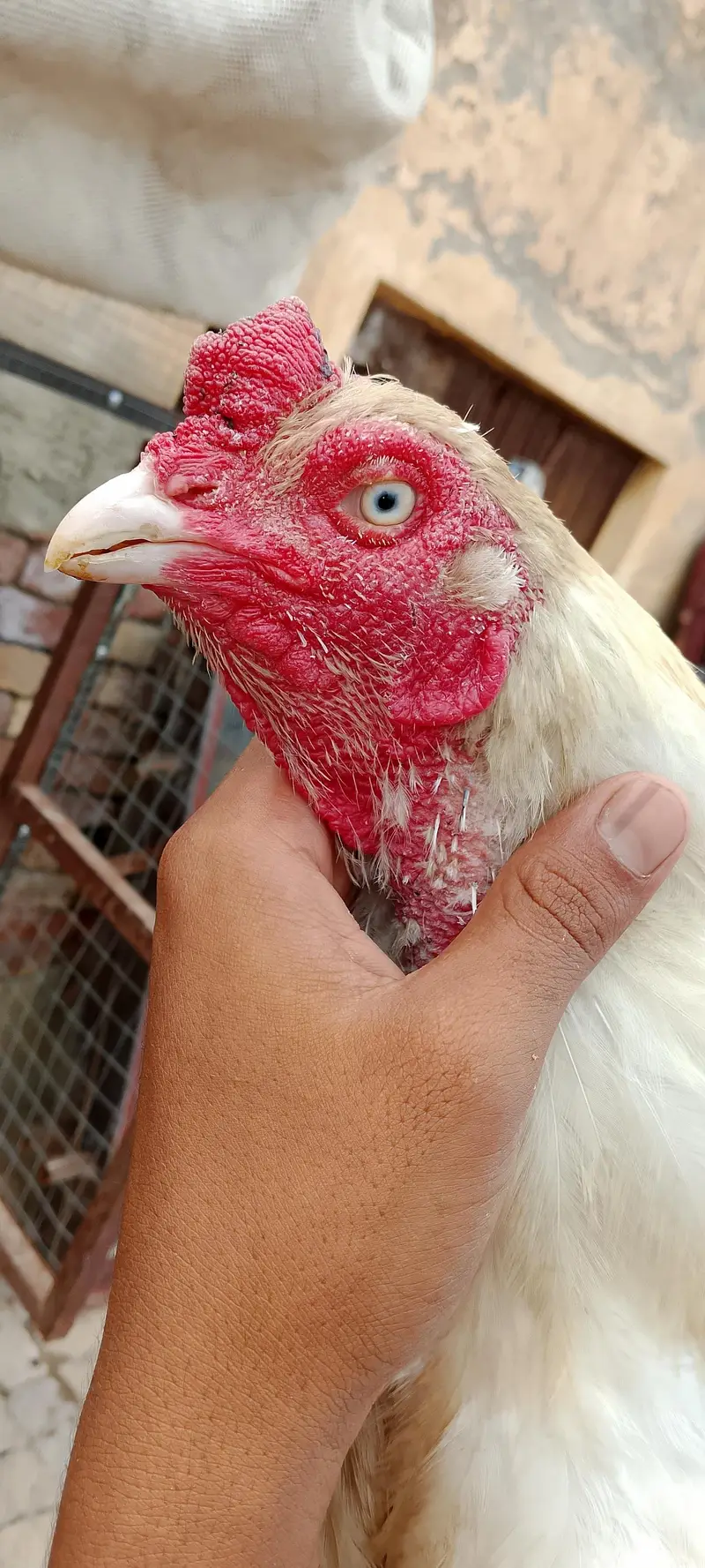 Aseel white male for sell . — photo 2