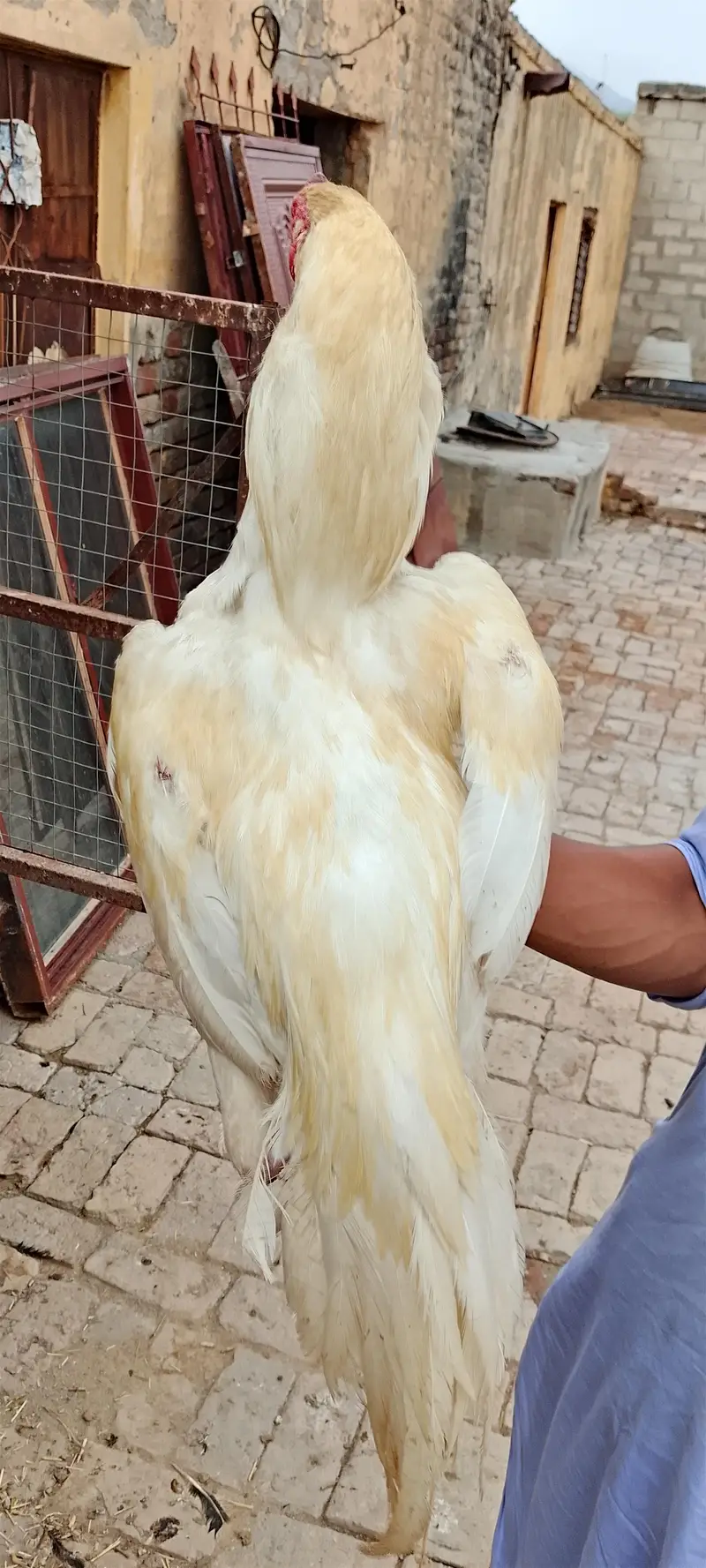Aseel white male for sell . — photo 6