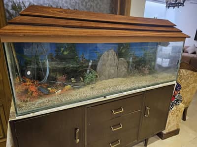 Fish Aquarium
