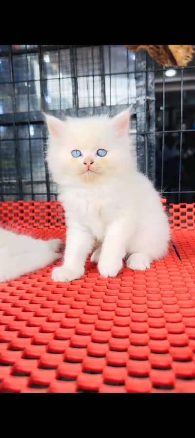 Quality Persian cat & Kittens. Male & female 03479996792. whatsapp