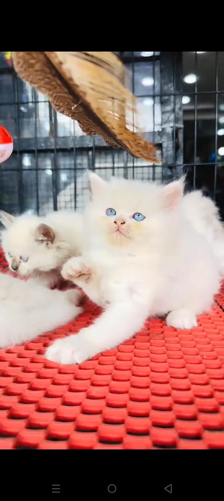 Quality Persian cat & Kittens. Male & female 03479996792. whatsapp — photo 2