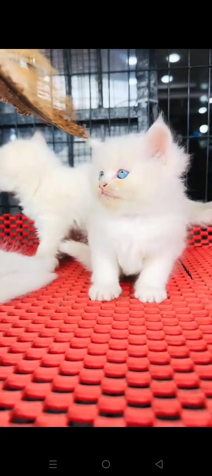 Quality Persian cat & Kittens. Male & female 03479996792. whatsapp — photo 3