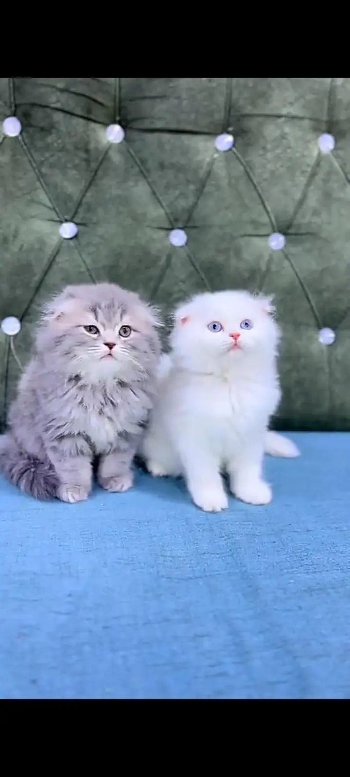 Quality Persian Punch Face cat &kittens 03495425573 WhatsApp — photo 3