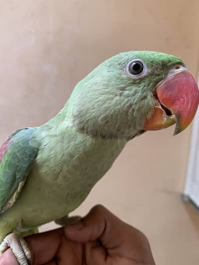 Raw parrot male
