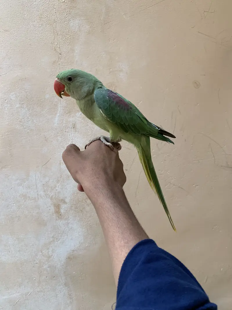Raw parrot male — photo 2