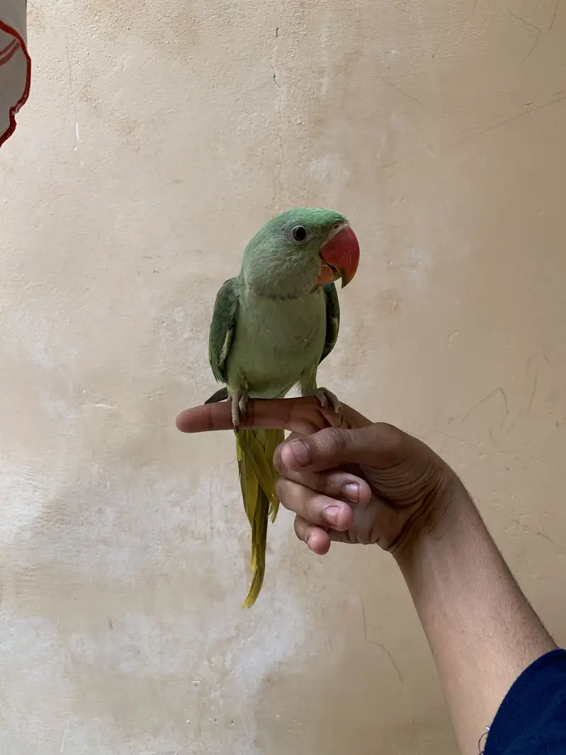 Raw parrot male — photo 3