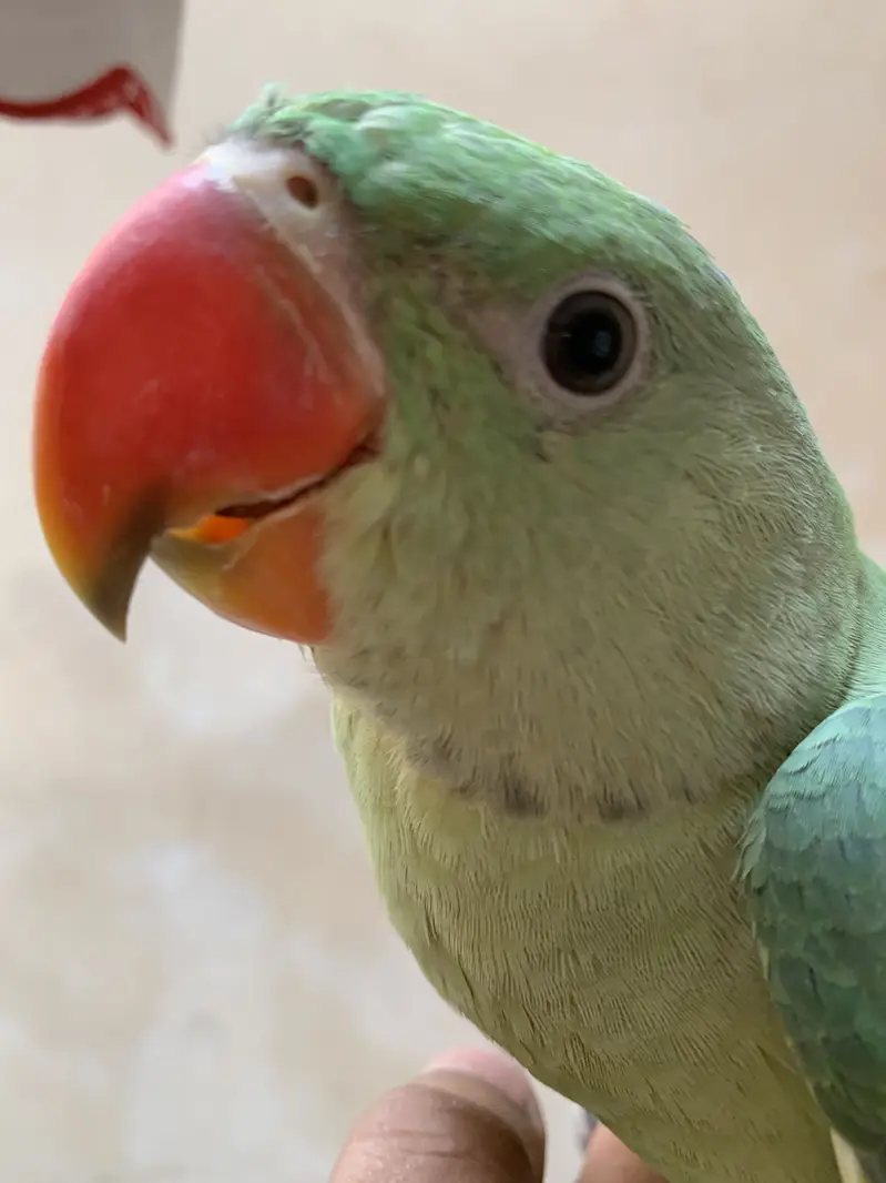 Raw parrot male — photo 4