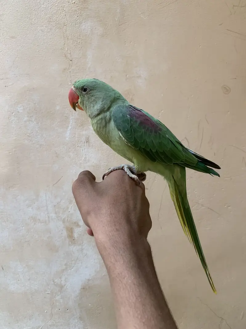 Raw parrot male — photo 5