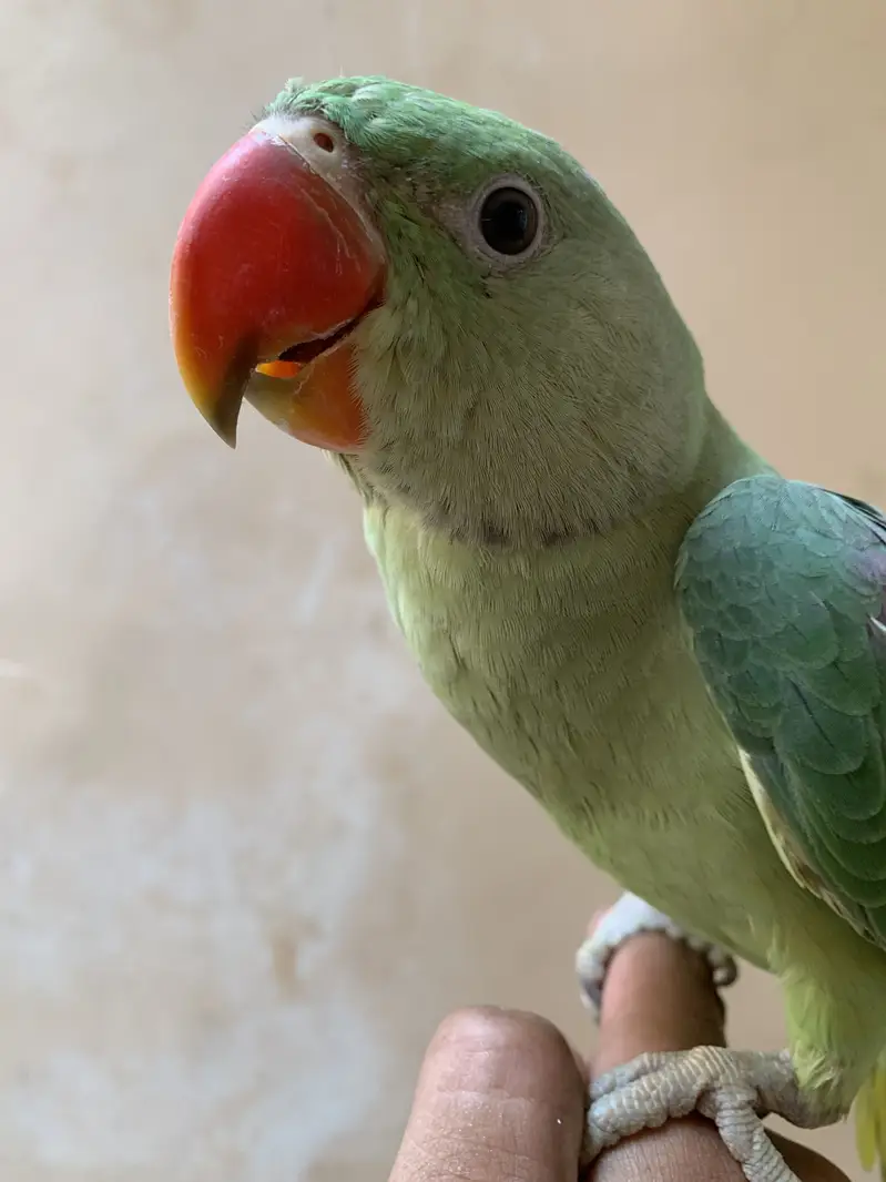 Raw parrot male — photo 6