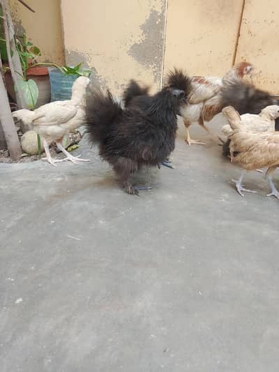 Hasheem Hans chick's