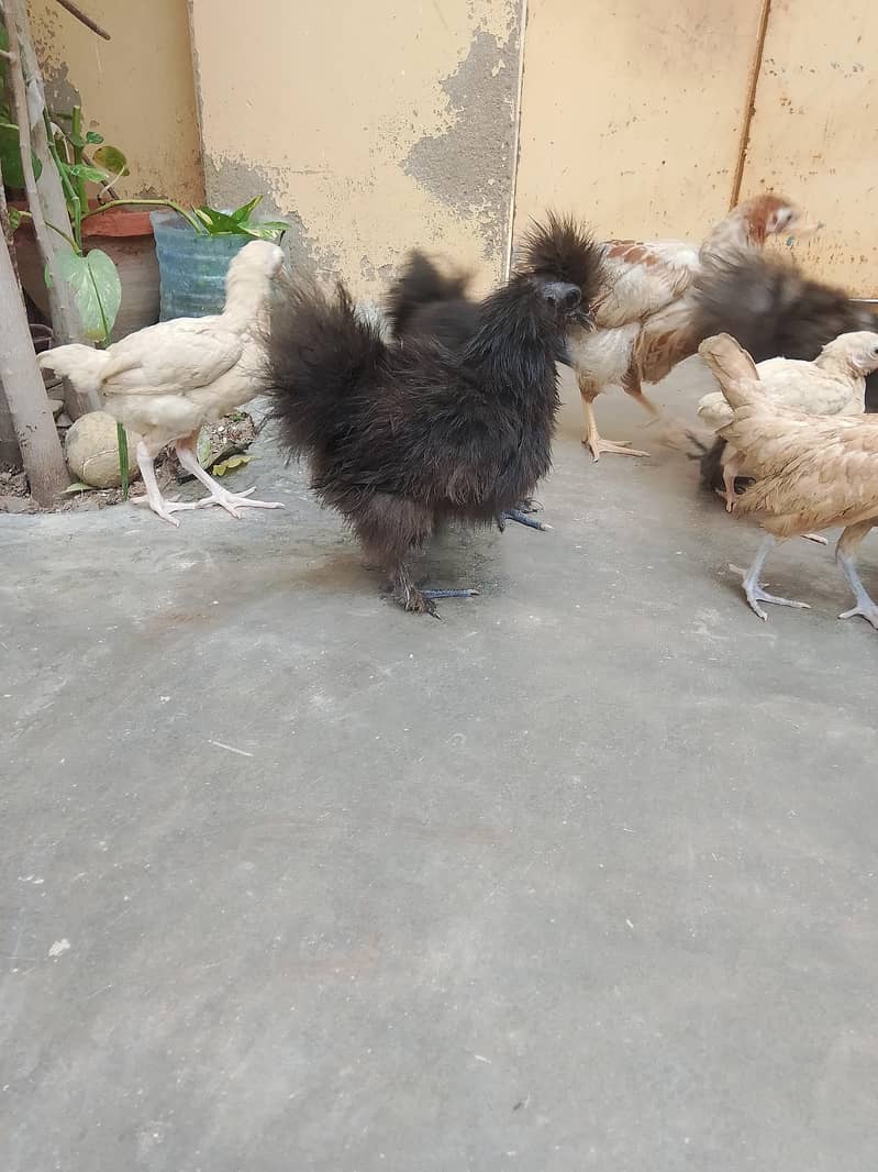 fancy chick's 0