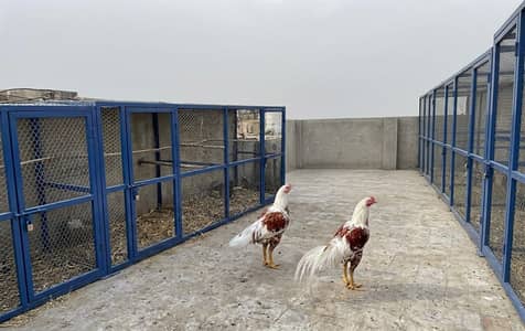 Pure Yokohama Red Shaded Fancy Chicks - 3 Months Old