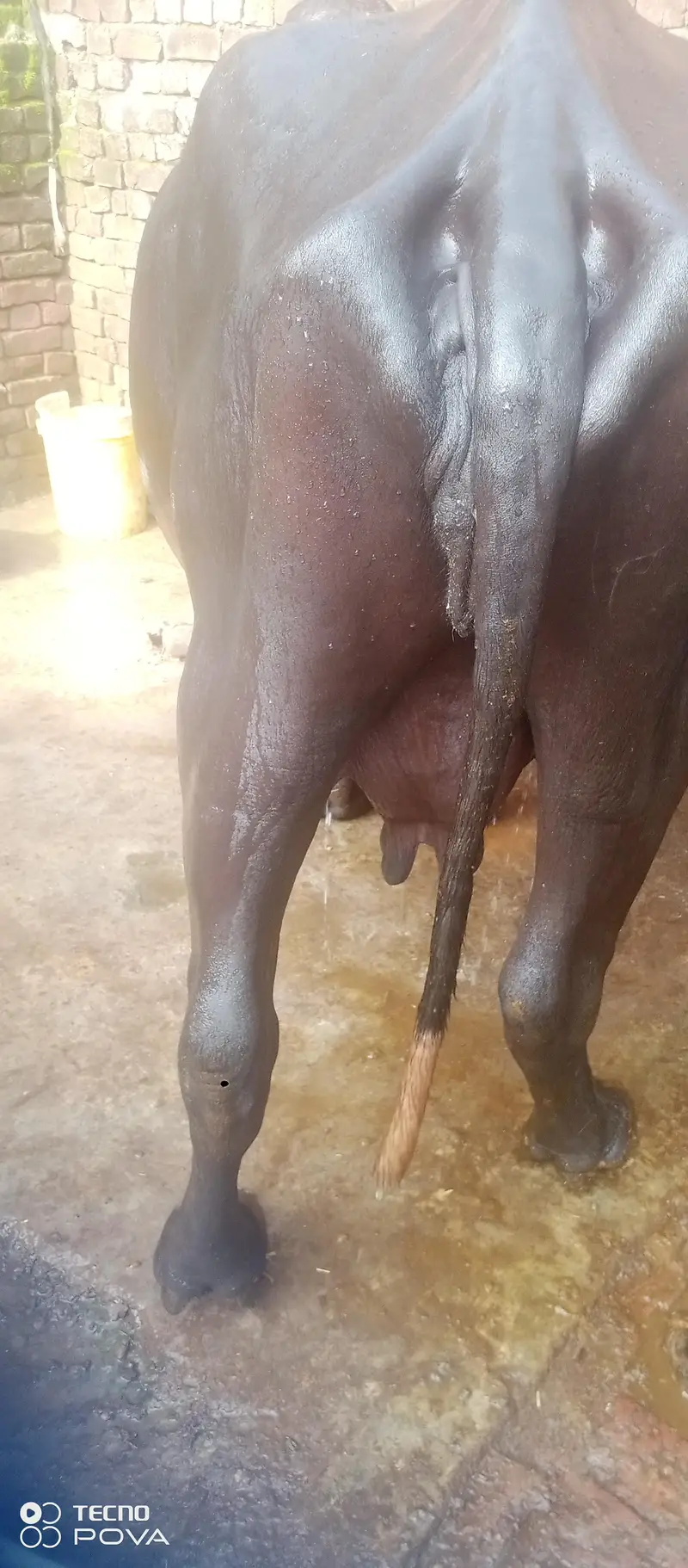 Nelli Ravie Bhanse — photo 3